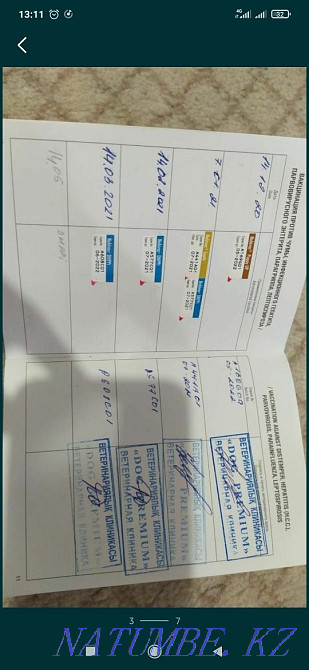 american akita Almaty - photo 8