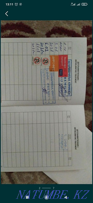 american akita Almaty - photo 7