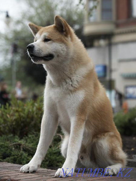 Akita inu satylady  - photo 1