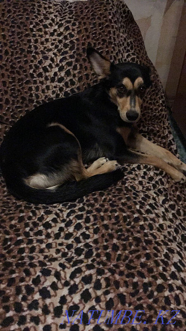 Зооняня. Домашняя передержка, так же уличная. Астана - изображение 1