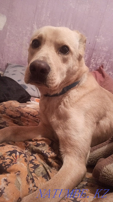 Зооняня. Домашняя передержка, так же уличная. Астана - изображение 4