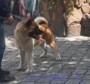 Knitted handsome cable Semey - photo 3