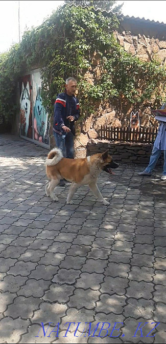 Knitted handsome cable Semey - photo 4