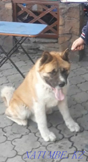 Knitted handsome cable Semey - photo 1