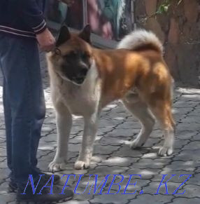 Knitted handsome cable Semey - photo 2