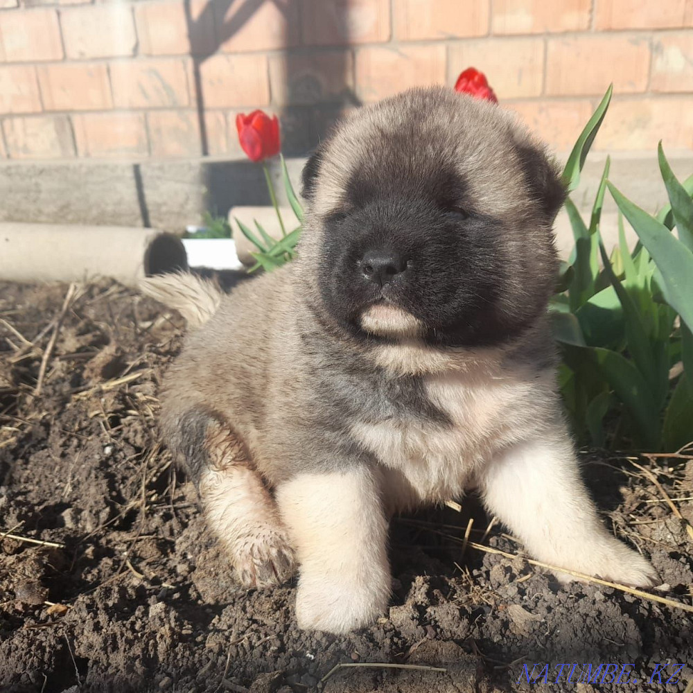 American Akita puppies Karagandy - photo 2