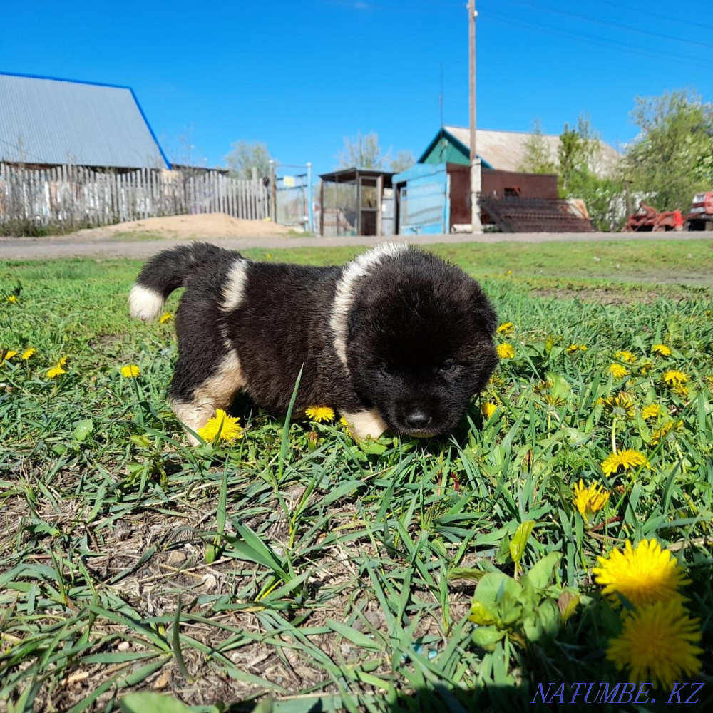 American Akita puppies Karagandy - photo 6