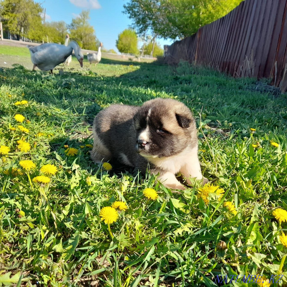American Akita puppies Karagandy - photo 8