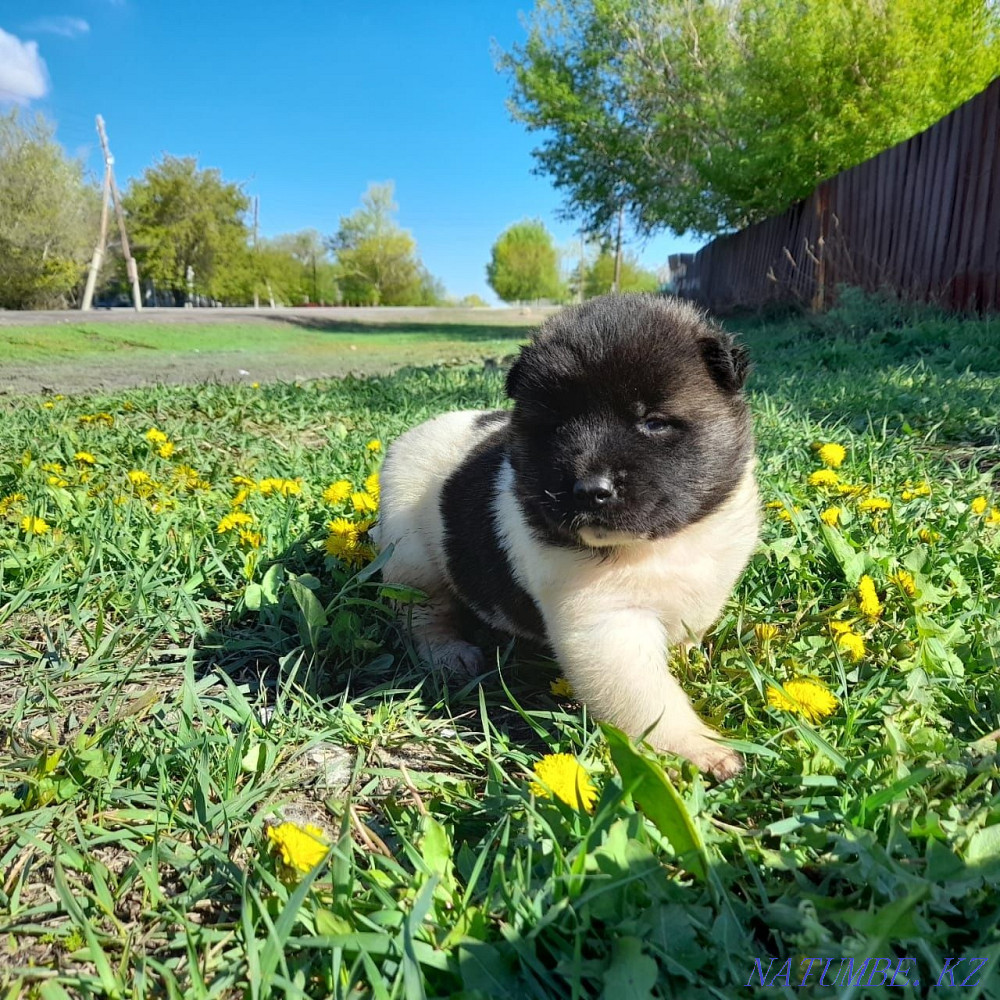 American Akita puppies Karagandy - photo 5