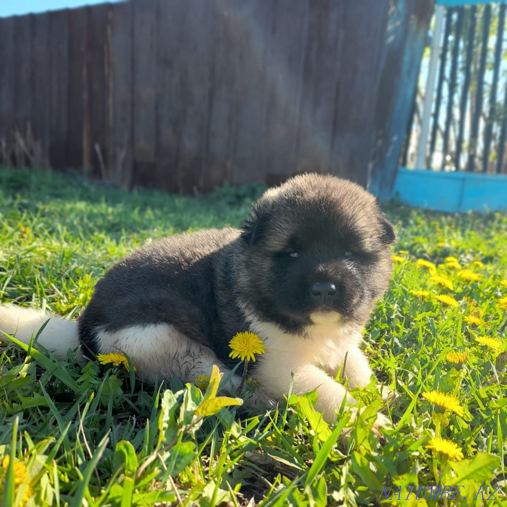 American Akita puppies Karagandy - photo 4