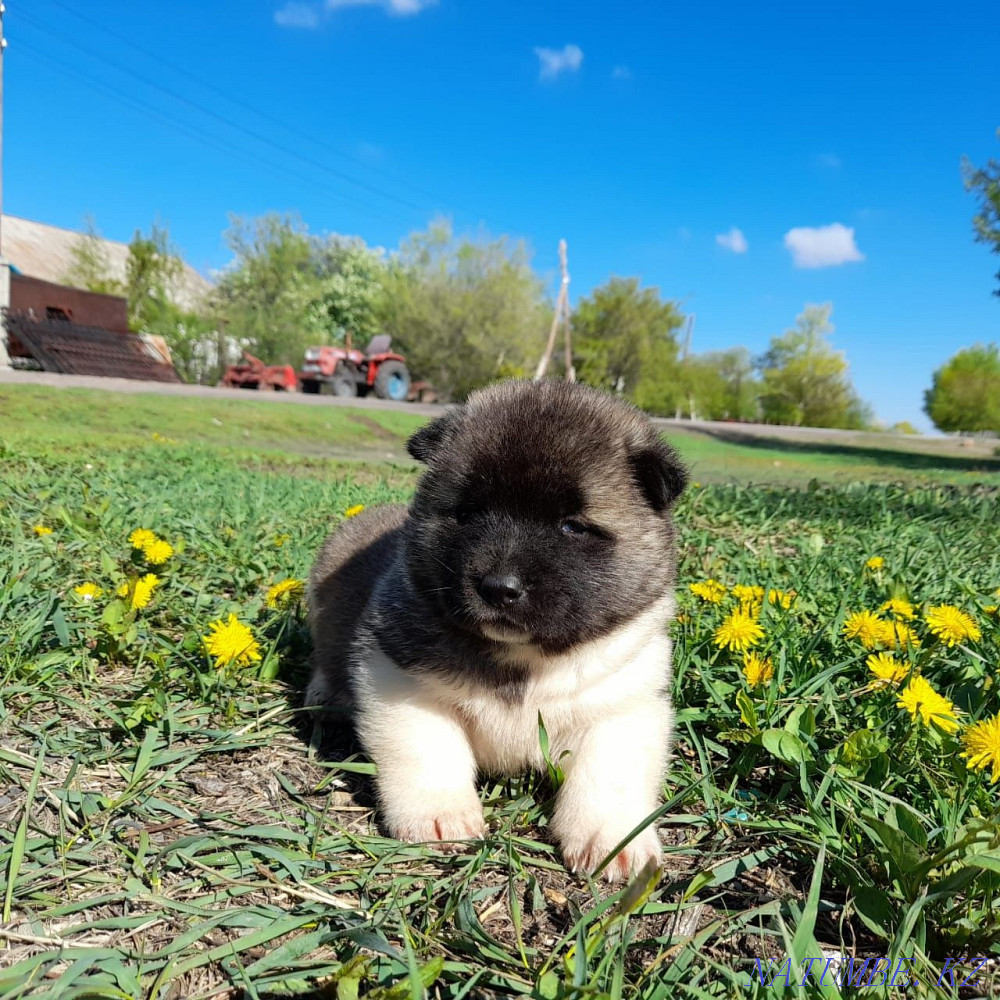 American Akita puppies Karagandy - photo 3