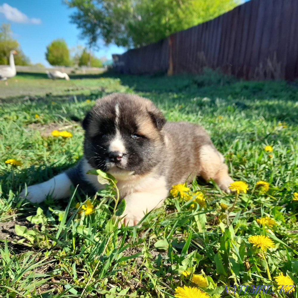 Продам щенков, американской акиты Астана - изображение 3