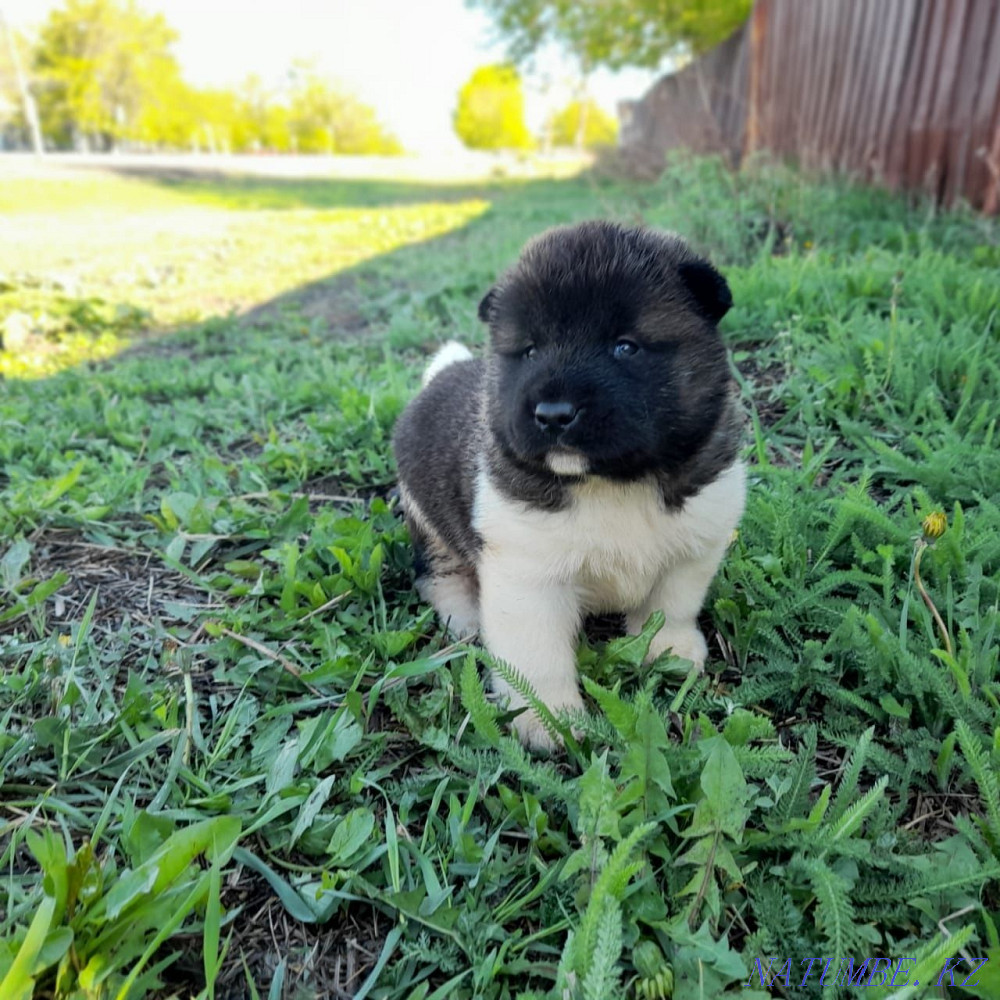 Продам щенков, американской акиты Астана - изображение 4