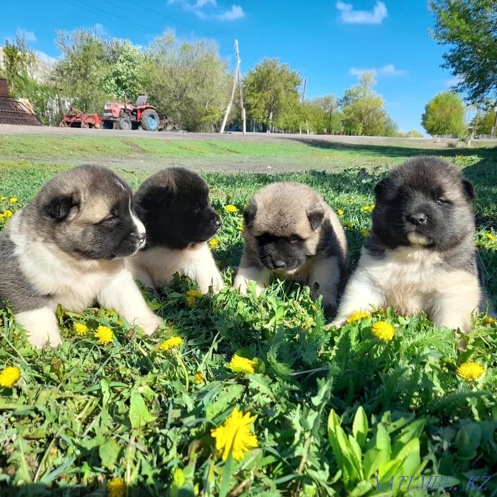 Продам щенков, американской акиты Астана - изображение 1