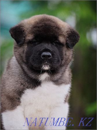 american akita Astana - photo 1