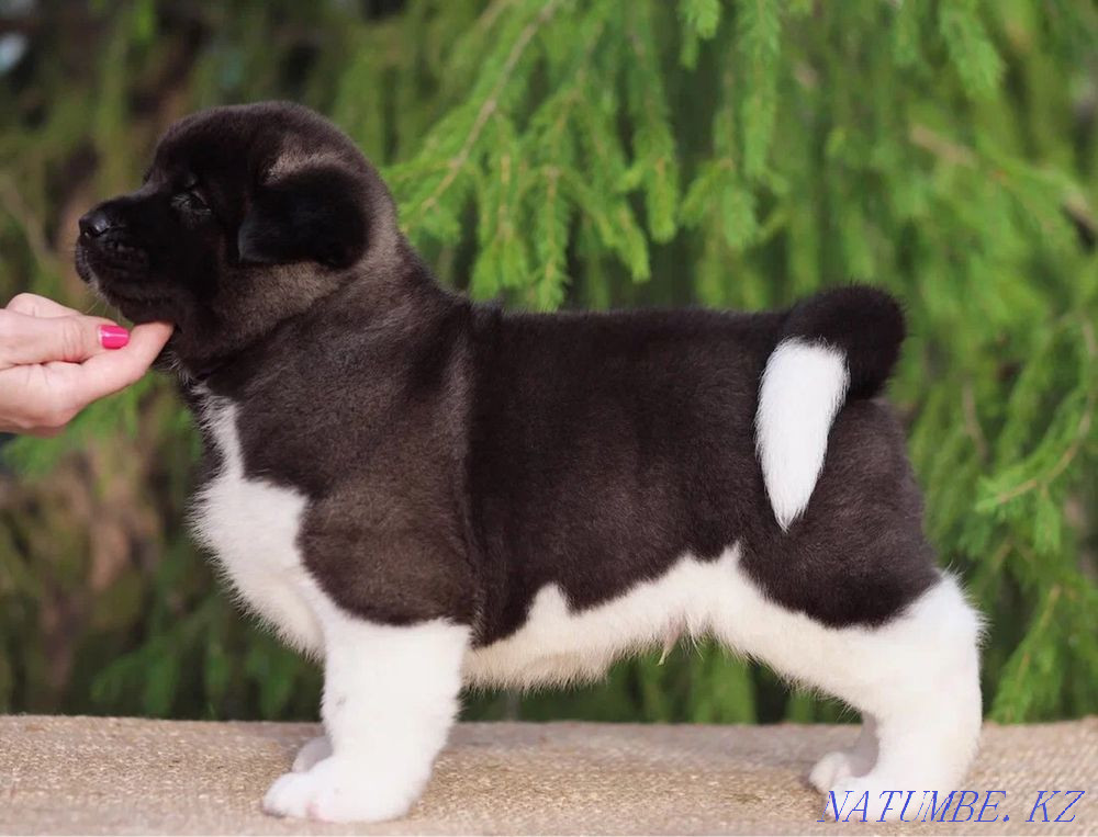 american akita Astana - photo 3