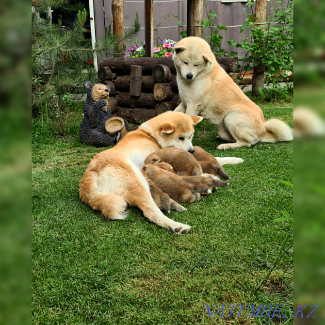 秋田犬繁殖幼犬 Кыргауылды - photo 2