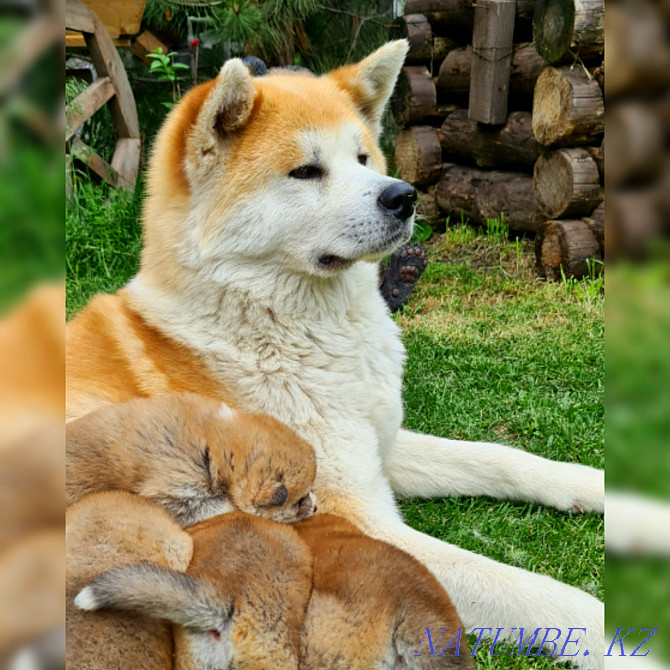 Племенные щенки Акита Ину Кыргауылды - изображение 3