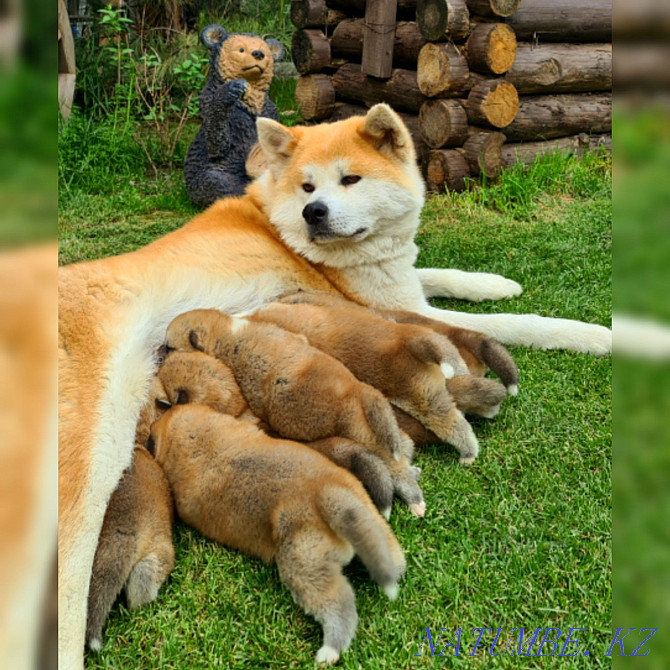 Племенные щенки Акита Ину Кыргауылды - изображение 7