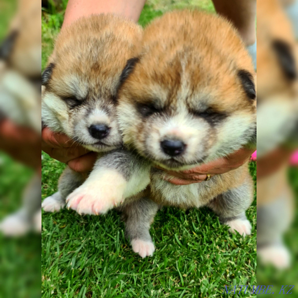 Breeding Akita Inu puppies Кыргауылды - photo 4