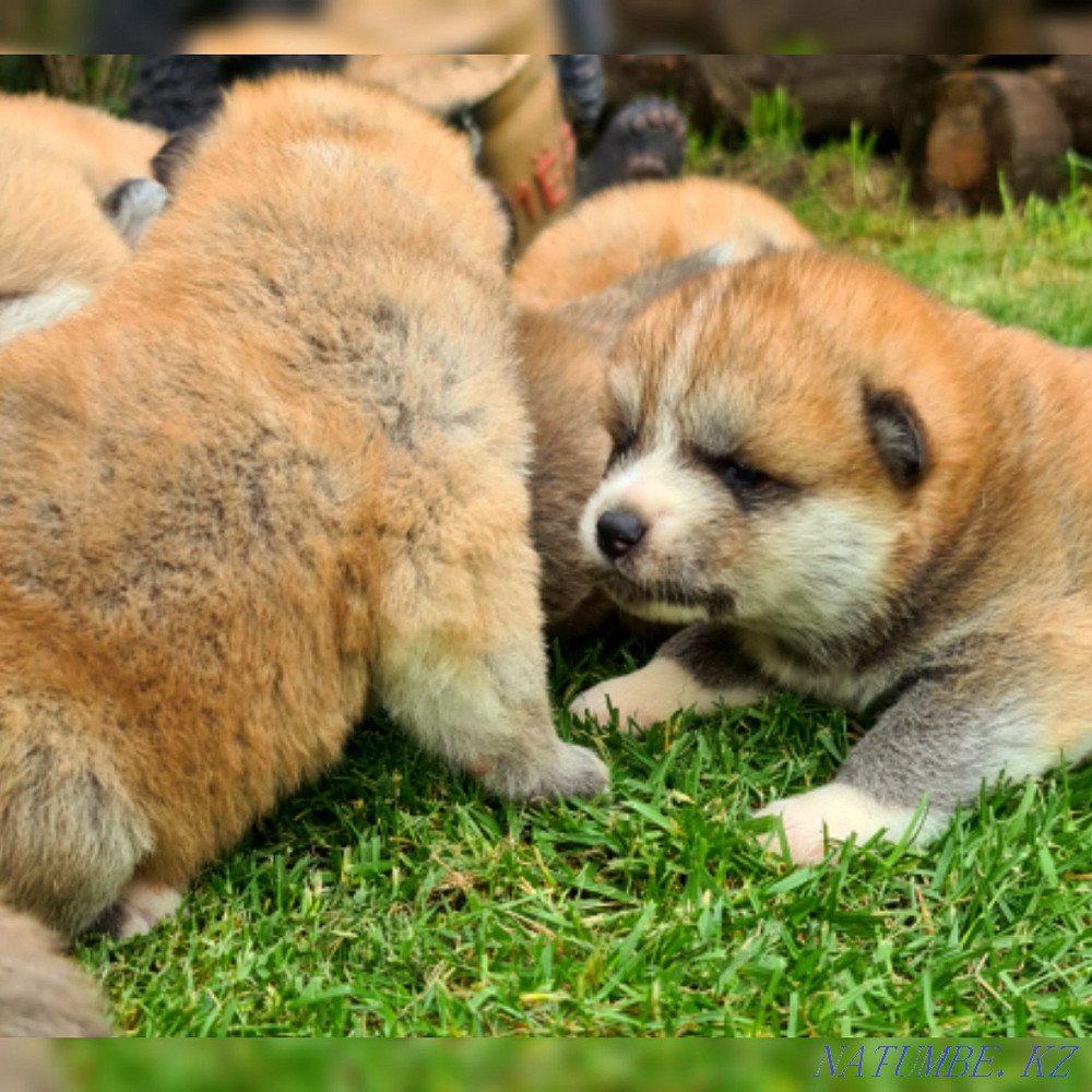 Breeding Akita Inu puppies Кыргауылды - photo 6