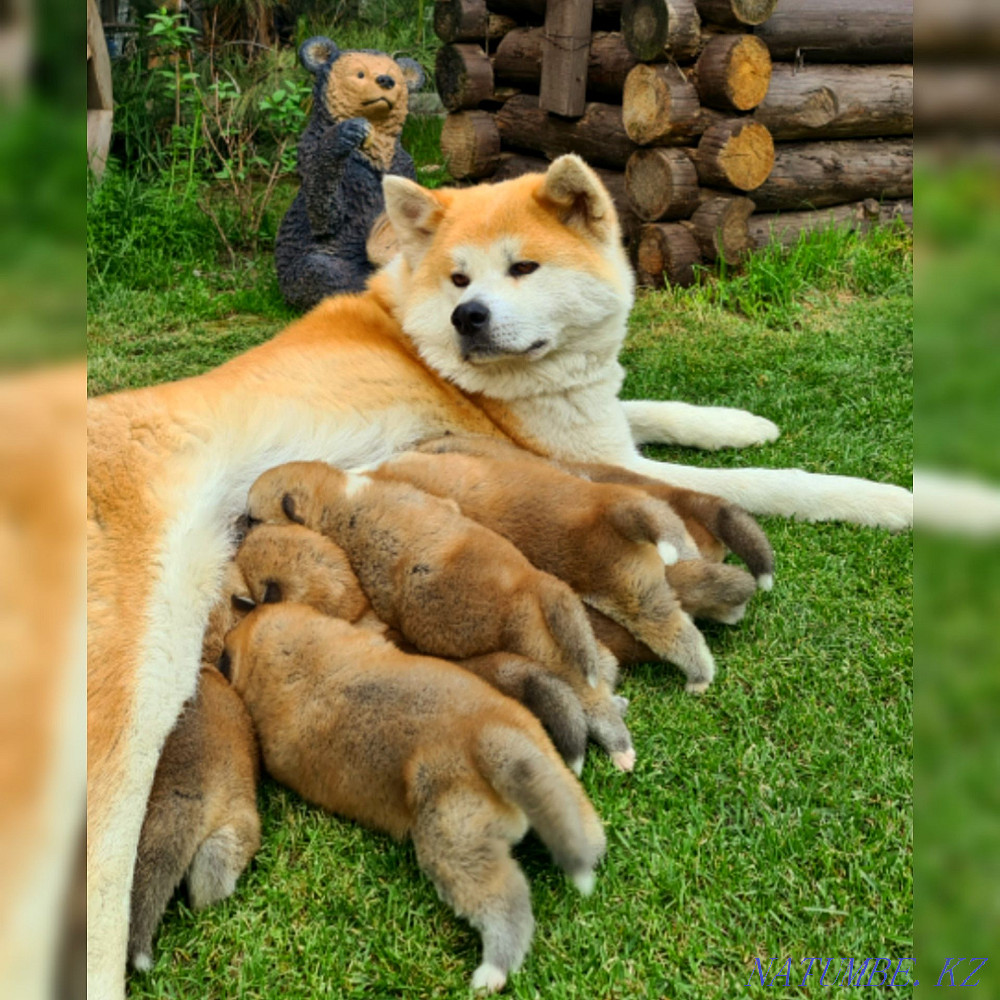 Breeding Akita Inu puppies Кыргауылды - photo 7