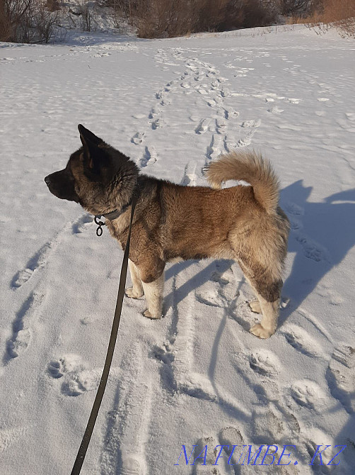 Akita american Temirtau - photo 2