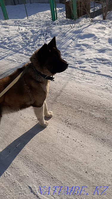 Akita american Temirtau - photo 3