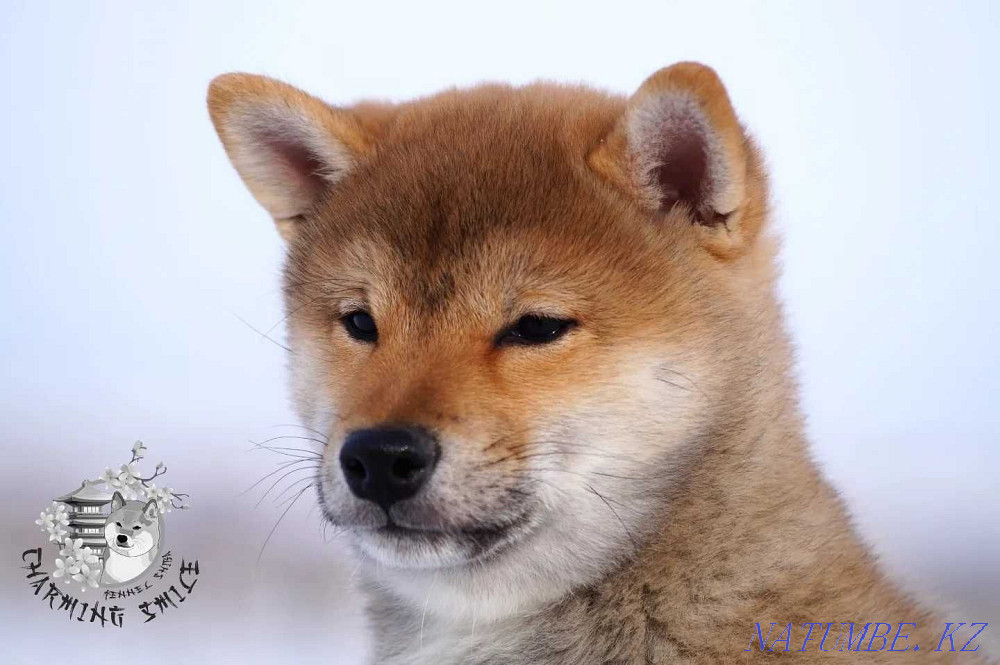 Щенки Сиба питомник Астана - изображение 2