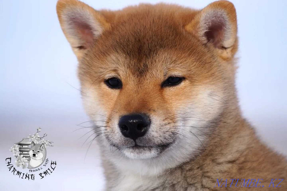 Щенки Сиба питомник Астана - изображение 1