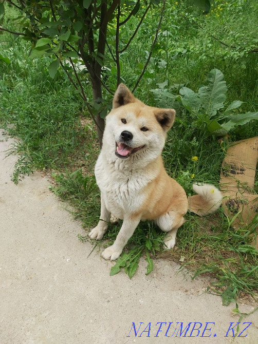 Hachiko. Japanese. With documents Shymkent - photo 1