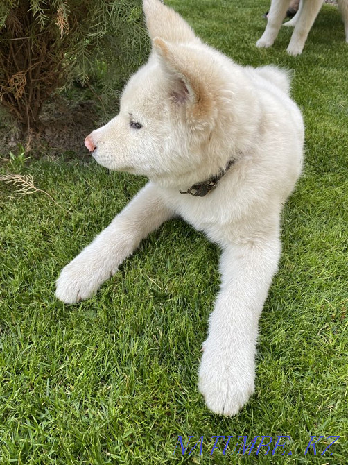 Щенки акита ину(хатико) Алматы - изображение 4