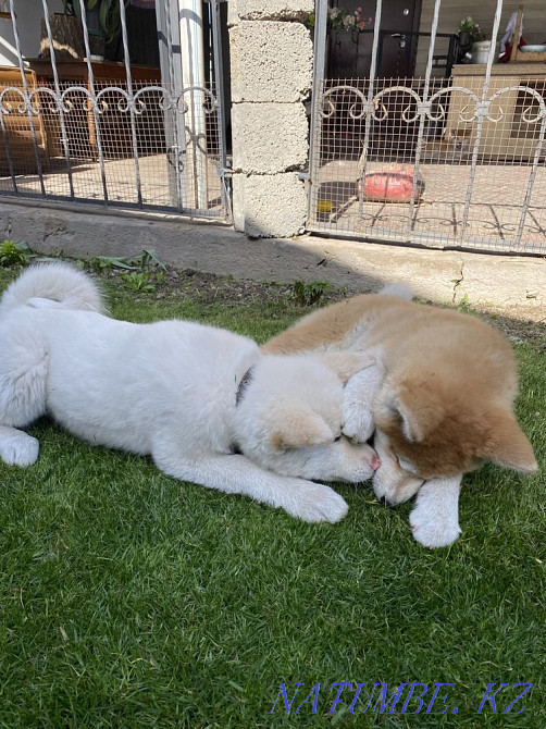 Щенки акита ину(хатико) Алматы - изображение 7