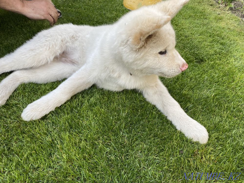 Щенки акита ину(хатико) Алматы - изображение 8