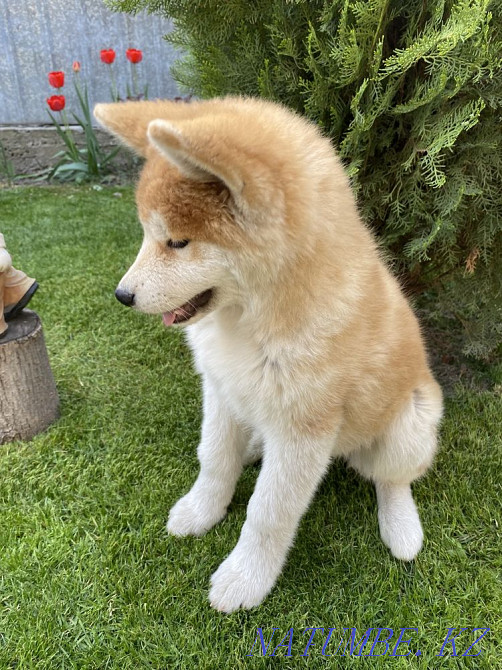 Щенки акита ину(хатико) Алматы - изображение 2