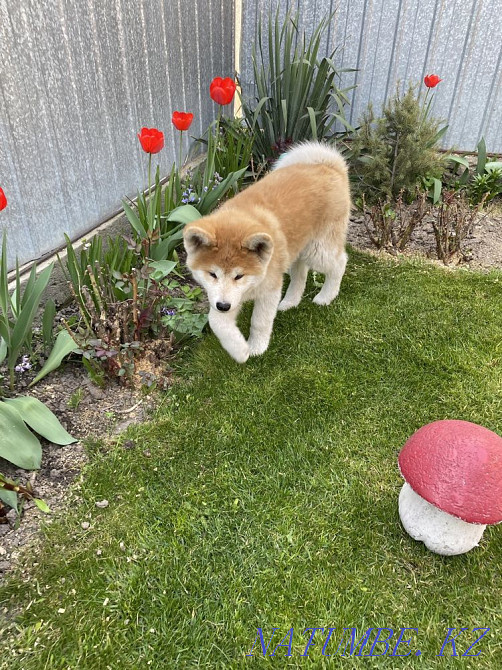 Щенки акита ину(хатико) Алматы - изображение 1