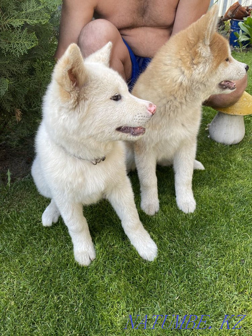 Щенки акита ину(хатико) Алматы - изображение 6