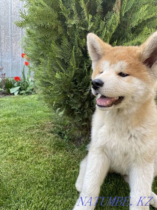 Щенки акита ину(хатико) Алматы - изображение 3