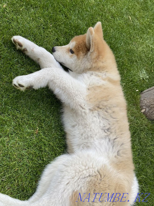 Щенки акита ину(хатико) Алматы - изображение 5