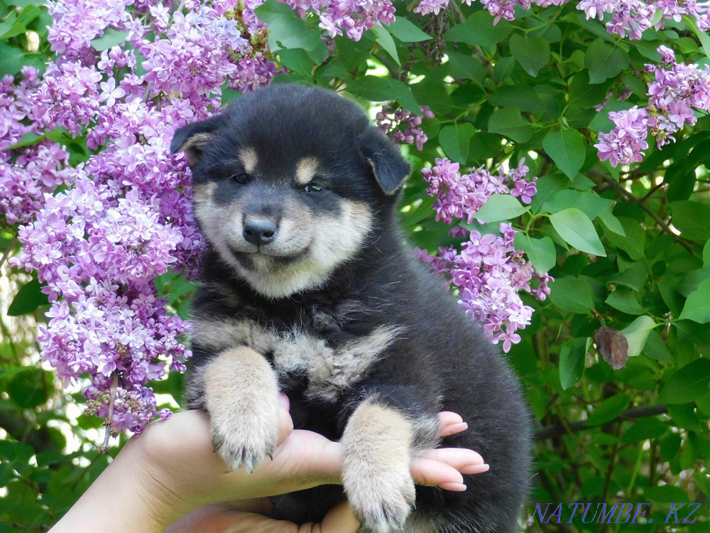 Shiba Inu mini Hachiko Atyrau - photo 1