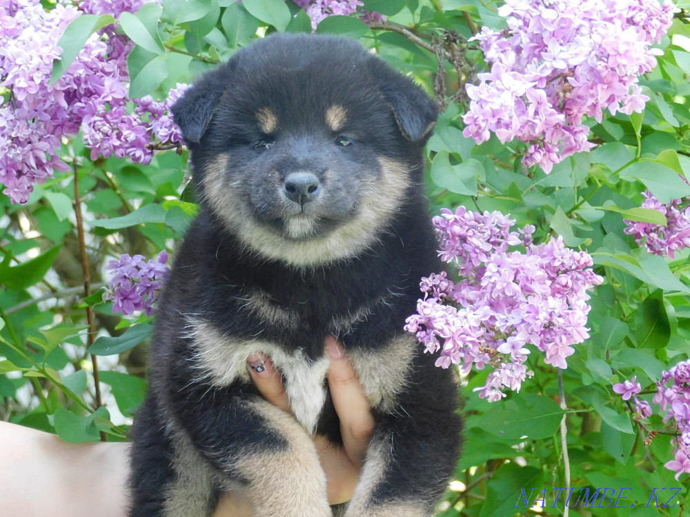 Shiba Inu mini Hachiko Atyrau - photo 3