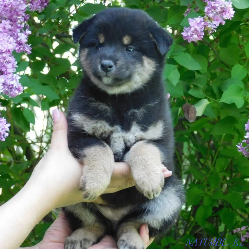 Shiba Inu mini Hachiko Atyrau - photo 6