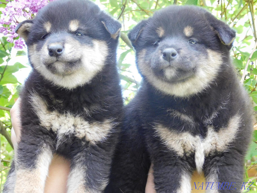 Шиба Инудың әртүрлі түстері  Алматы - изображение 7
