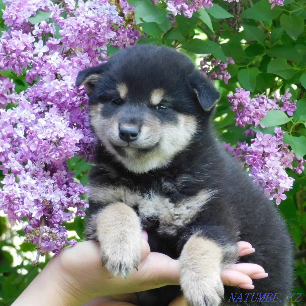 Шиба Инудың әртүрлі түстері  Алматы - изображение 4