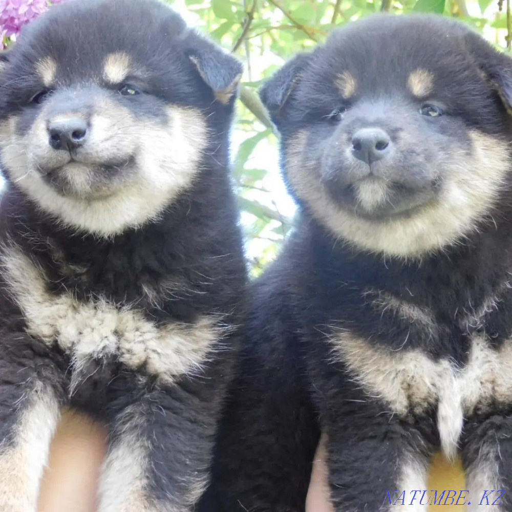 Шиба Инудың әртүрлі түстері  Алматы - изображение 3