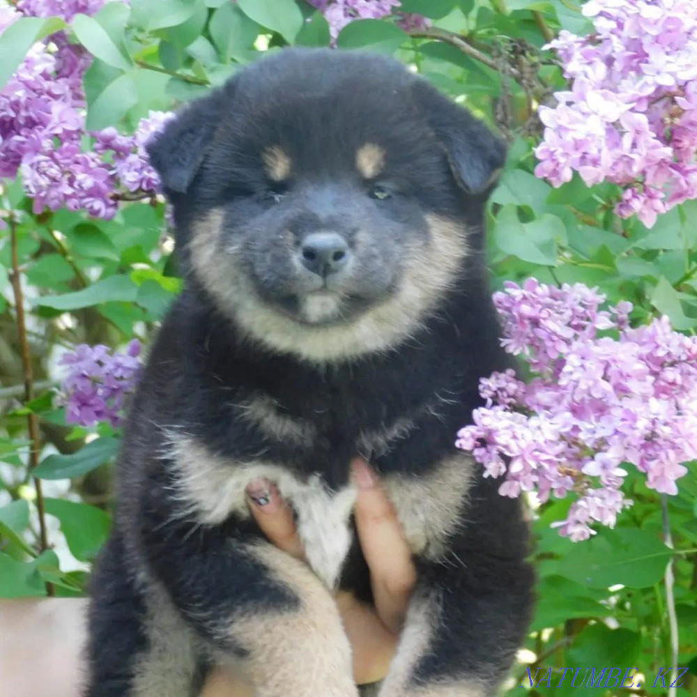 Шиба Инудың әртүрлі түстері  Алматы - изображение 2