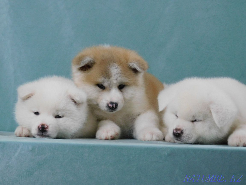 верный друг хатико Акбулак - изображение 4