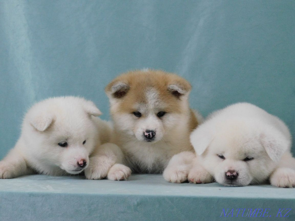 верный друг хатико Акбулак - изображение 1