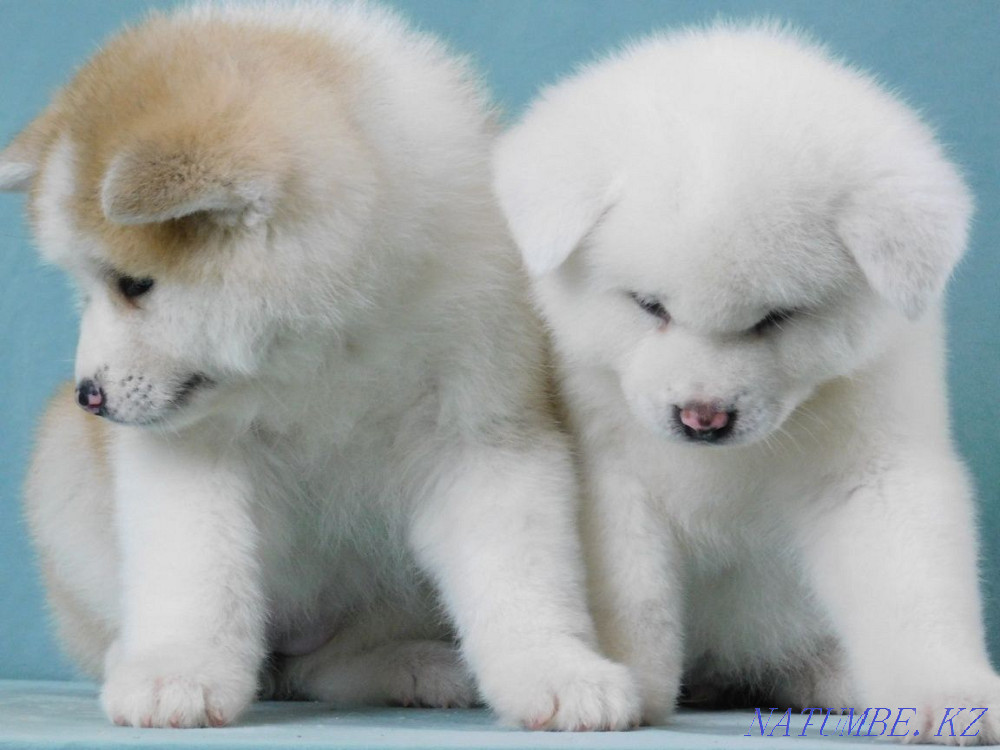 Akita Inu puppy Белоярка - photo 1