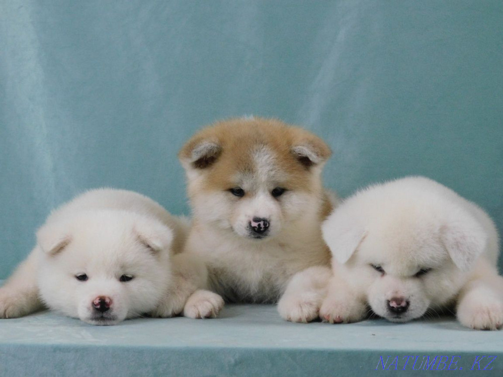 Akita Inu puppy Белоярка - photo 6